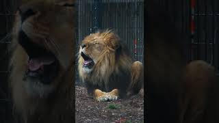 BIG Monday Mood #wildlife #zoo #animals
Zarina and Deuce are truly feeling the Monday mood BIG Monday Mood #wildlife #zoo #animals