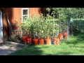 Beginning of video