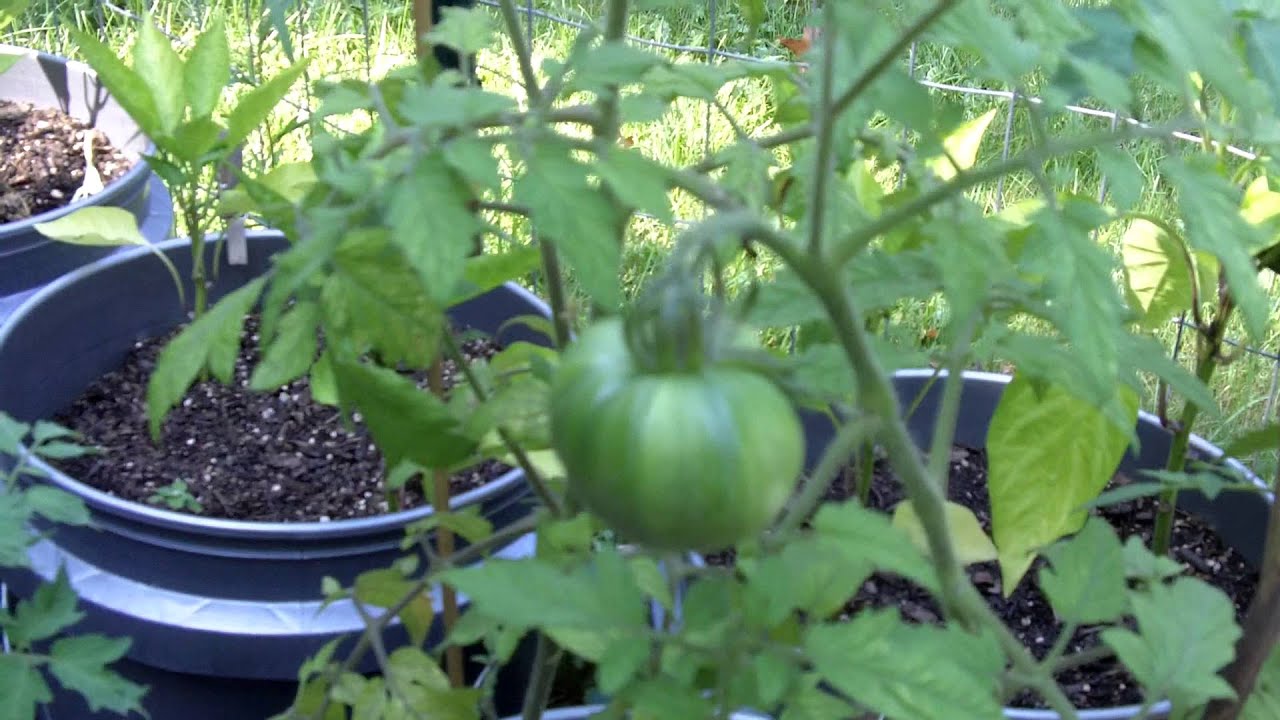 Succession Planting Late Season Tomatoes Did They Grow or Tank? YouTube