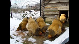 Brahma Chicken Farm ( Winter conditions Belgium )