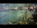Underwater - Lake Balaton ( HD )