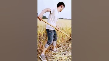 The process of harvesting wheat = good tools can increase efficiency