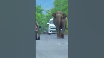 Angry  Wild Elephant Attack Motorbike #short #shortvideo #elephant #elephantattack