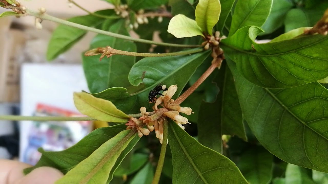Pollination of Miracle berries' flowers by stingless bees