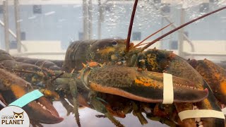 If two lobsters kept together, they will eat each other in search of fresh food by Life on Planet 139 views 2 years ago 1 minute, 5 seconds