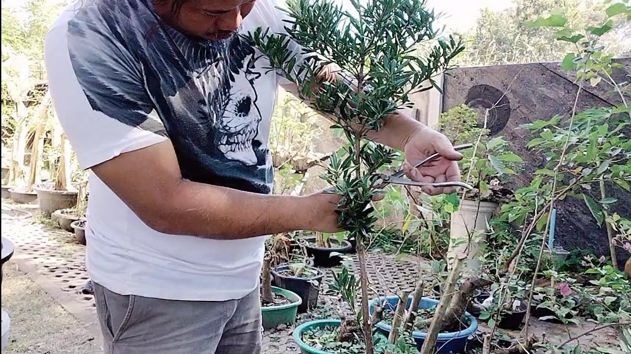 สนใบพาย : คัดกิ่ง เข้าลวด