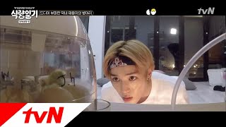 fooddiary 태용이의 꿈★은 이루어진다! 드디어 병아리가 태어났다! 180606 EP.2