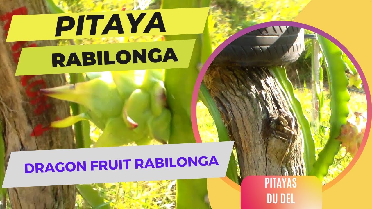 Rabilonga PITAYA RABILONGA E CURIOSIDADES #dragonfruit - YouTube