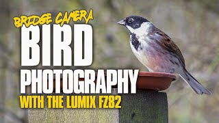 Bird Photography with a Bridge Camera | Panasonic FZ82