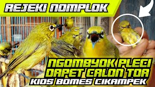 NGOMYBOK PLECI - DAPET YANG CALON NEMBAK VOLUME TOA ( Dakun Kintamani )