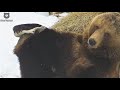Как медведь нашёл валенки и решил их примерить🐻👢/Bear Mansur