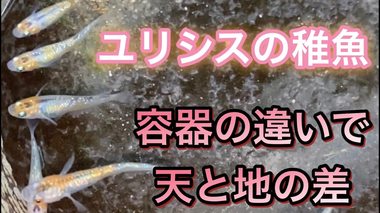 ユリシスの稚魚 メダカ容器の違いで天と地の差 Youtube