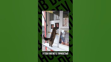 ФПСЫ! Sushi Diver Devlog - день 50!