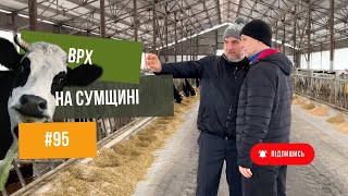 #95 Ще більше про корів 🐮та молоко 🥛