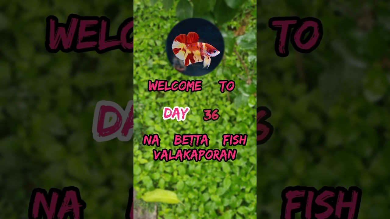 Culture combo packing💥 |  Day 36 of betta fish valakaporan 