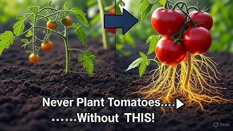 Never plant tomatoes without this  For large fruits and more tomatoes, follow this