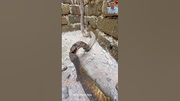 Kỳ đà thách thức phản ứng của rắn #shortvideo #dongvat #thưgiãn #animals #snake #shorts #wildlife