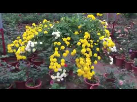 Video NGẤT NGÂY TÀ GÂY VỚI HOA CÚC CHI RỦ- Mốt của người... - youtube