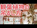 【フェイクグリーン】オシャレなのにお世話いらず♪観葉植物の吊るし方3STEP【ズボラ主婦がやってみた】