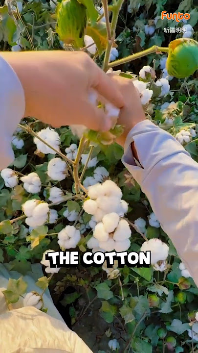How Cotton Is Made | From Plant to Fabric