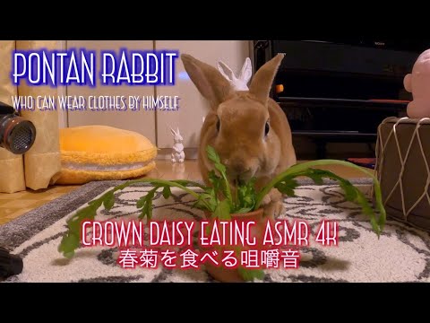 4K ASMR｜Rabbit Eating Crown Daisy｜春菊を食べるうさぎの咀嚼音 #074