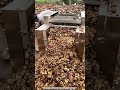 Watch. Coconut Husk Shredding Turns Waste Into Real Work