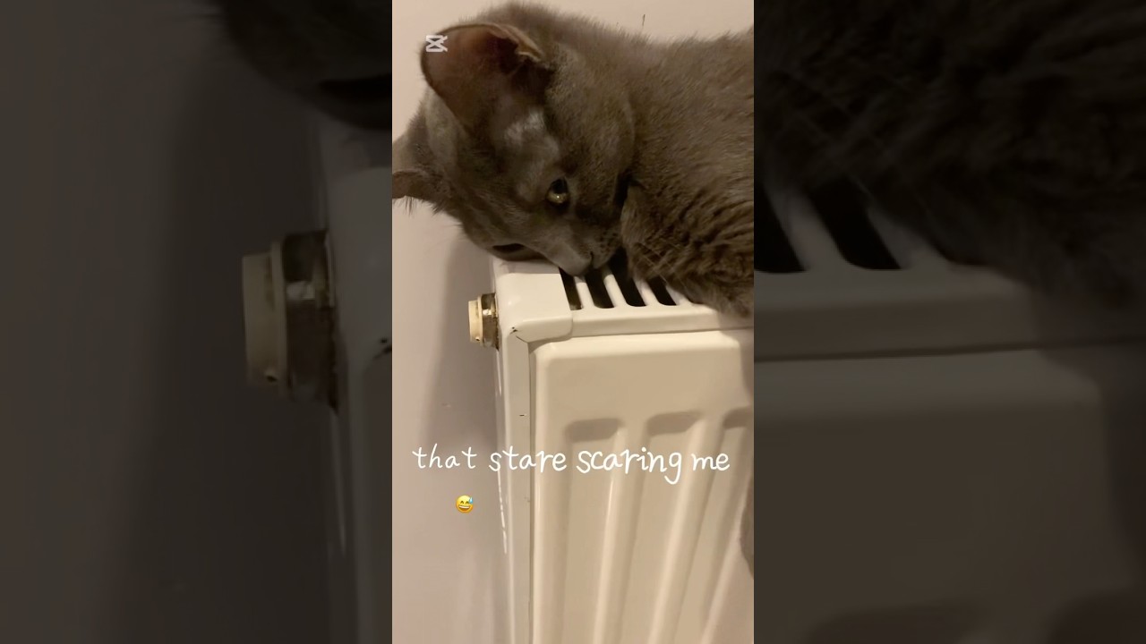 That STARE SCARING me 