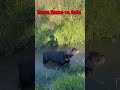 Кто курит, а кто ест траву. #бабамашакакаято #какаятобаба #психоделика