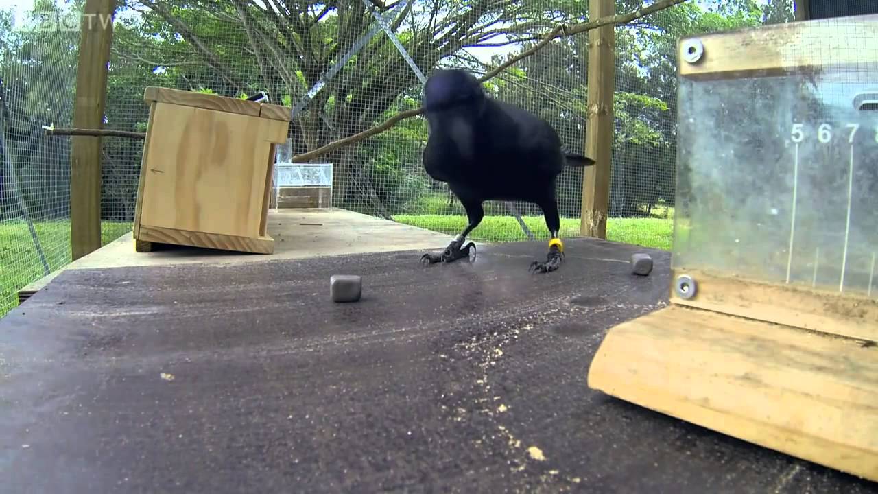 Smartest Bird (the intelligent raven solves the puzzle) - YouTube