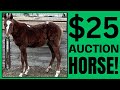 $25 Auction RESCUE horse ~ UNBELIEVABLE ~ 1 year Transformation! ❤️ Scarlet