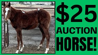 $25 Auction RESCUE horse ~ UNBELIEVABLE ~ 1 year Transformation!