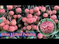 China 3 litchi plant lychee farming in sucessfull    