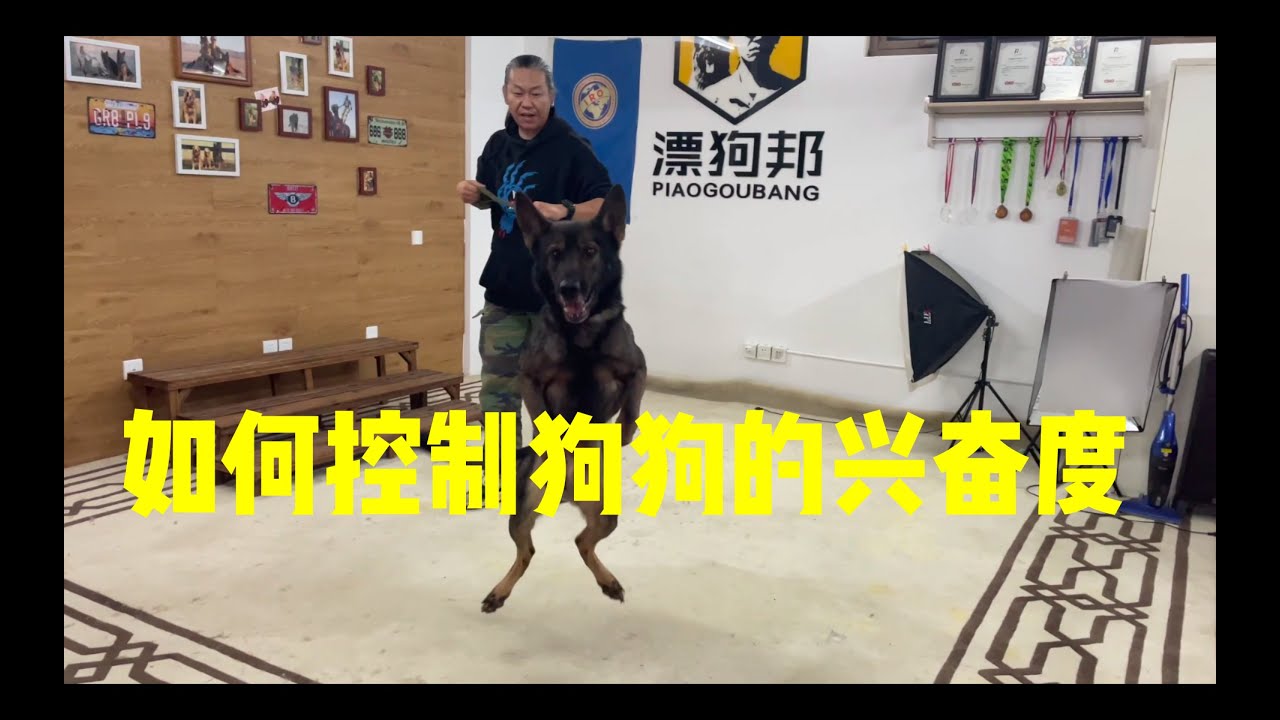 【养狗小白入门指南】如何控制狗狗的兴奋度