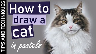 How to draw a photo realistic cat in pastels | Tips for drawing fur screenshot 1
