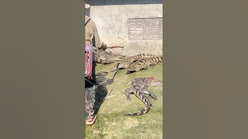Bekijk deze video om te leren hoe je krokodillen kunt vangen met behulp van elektriciteit