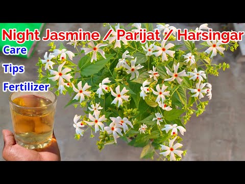 Night Jasmine Parijat Harsingar Plant Grow And Care Tips Fertilizer To Get Flowers Parijat