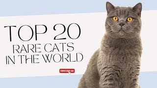 Unleashing the Enigmatic World of 20 Rare Cats