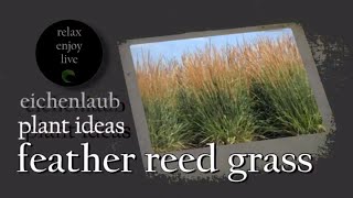 Feather Reed Grass  Ornamental Grass  Landscaping Ideas