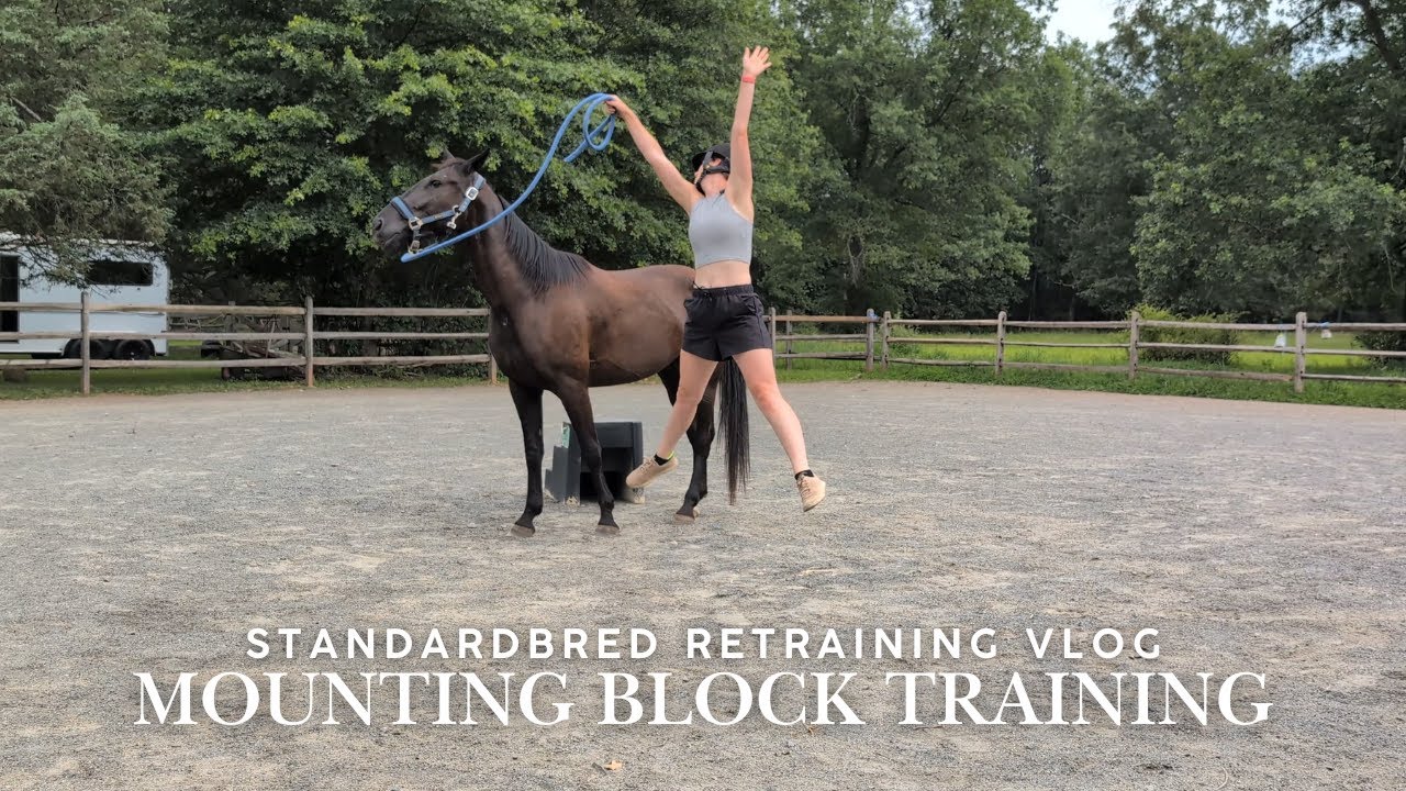 Standardbred Retraining Series: Building Confidence at the Mounting Block