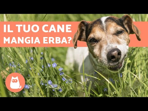 Video: Perché I Cani Mangiano L'erba?