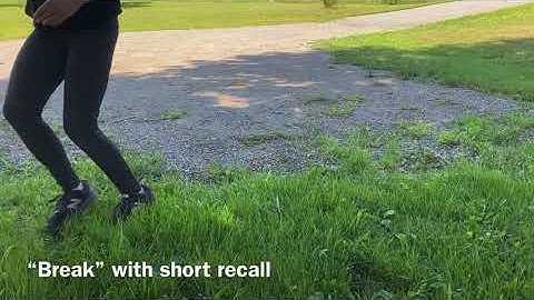 Reactive dog training - Poodle prong collar intro