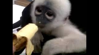 white monkey