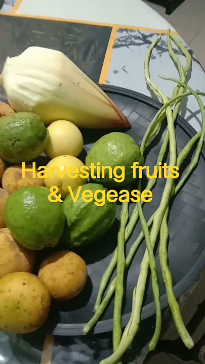 Bearing fruit & wit vegease l Kabaros Channel