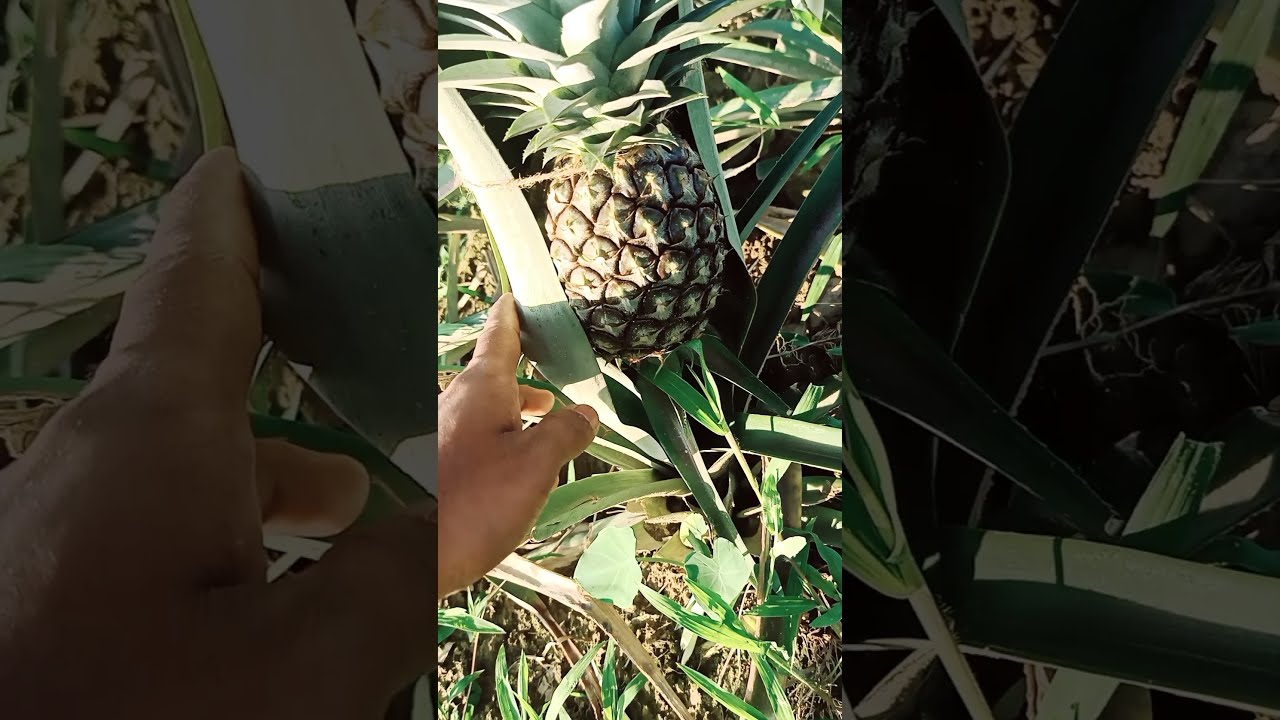 how to know pineapple ki harvesting💸💸🍍 
