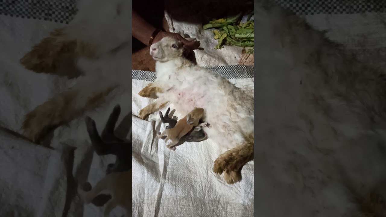 Rabbit milk feeding technics YouTube
