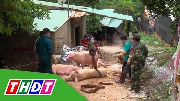 Dịch tả heo châu Phi diễn biến phức tạp | THDT