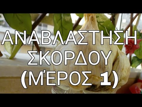 Βίντεο: Παράσιτα σκόρδου. Μέρος 1