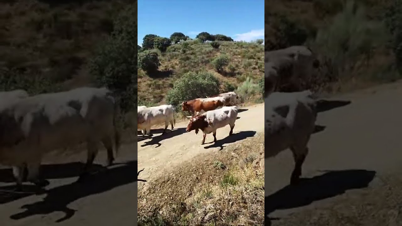 Sanjuanes Coria 2024. Encierro de mansos por Minguez. 23 de junio.