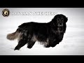 "Documentary-Highlander Shepherd Dog Of Kosova🇽🇰"  #Wolfkiller #IllirianShepherd #shepherd #Hbkennel