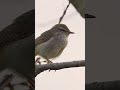 Bird Sounds The Japanese Bush Warbler S Liquid Song Shorts 